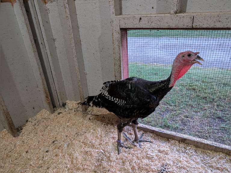 Elsie  Hoy  Kinder Farm Park 4-H Club