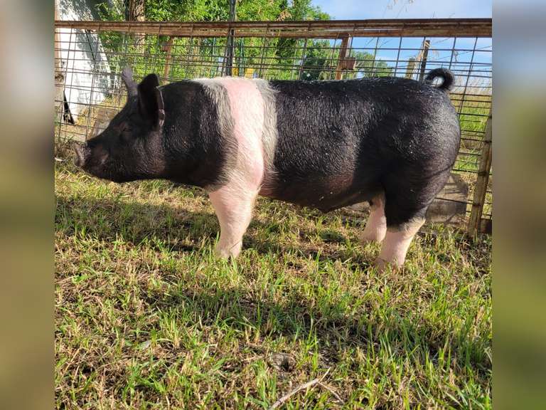 Madison  Wear  Elbert Creekside