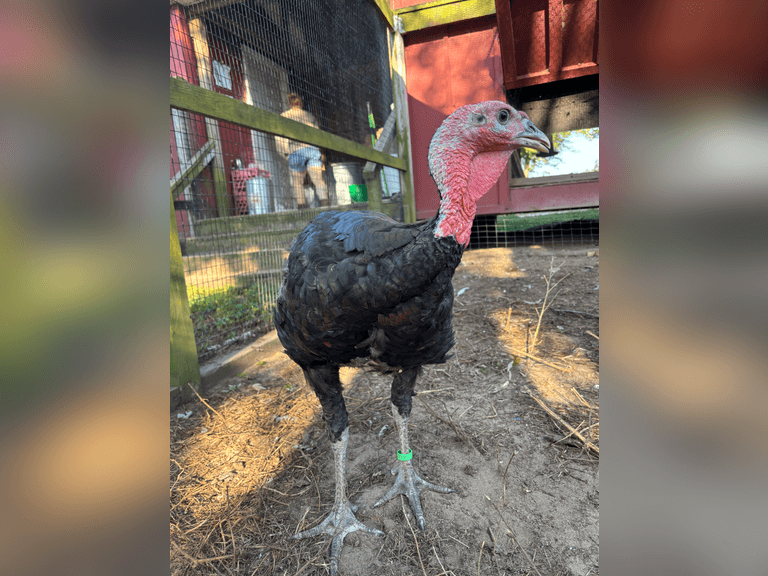 Aviva  Krauson  Kinder Farm Livestock Club