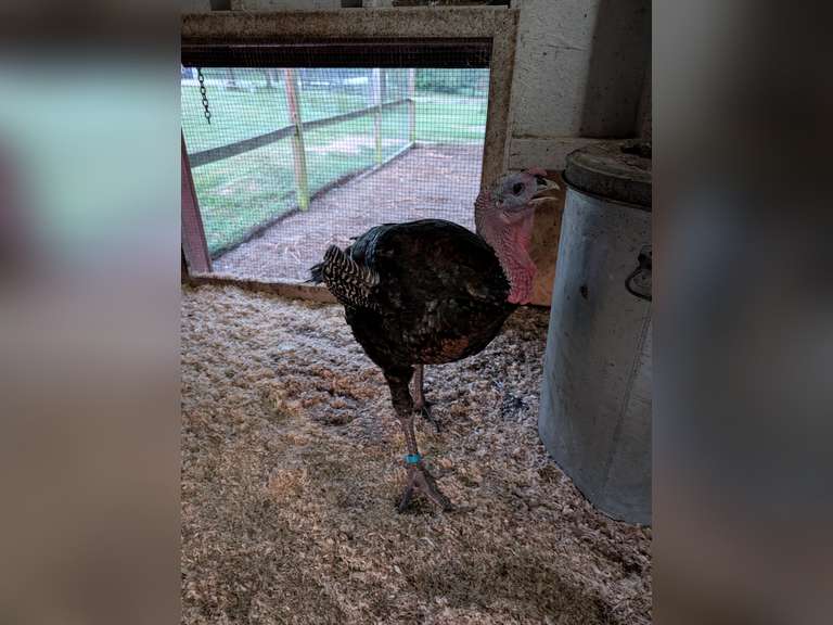 Paul  Hoy  Kinder Farm Park 4-H Club