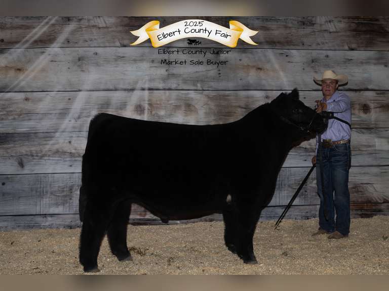 Troy  McWhorter  Ranchin Rookies 4H Club