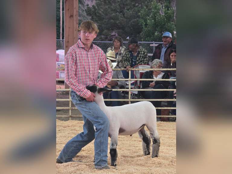 Landon  Offutt  Rural Rustlers 4h Club