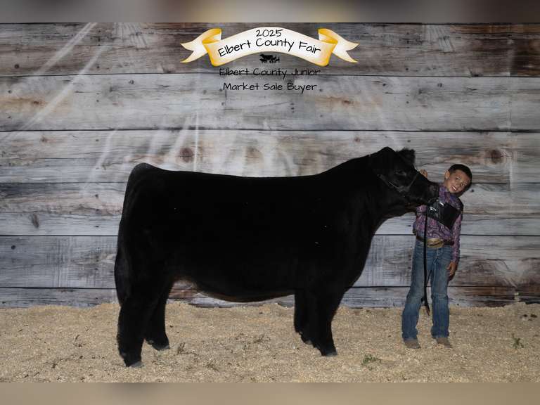 Eli  Hockaday  Rattlesnake 4H