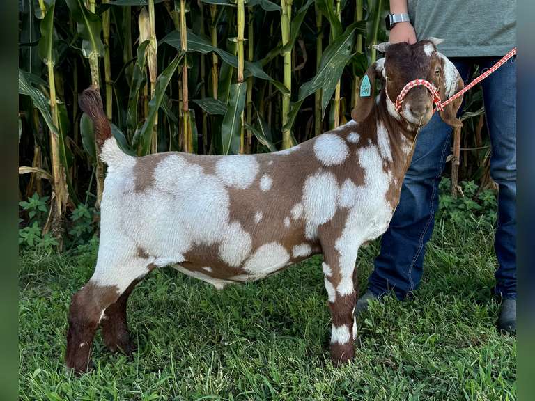 Savannah  Beall  Harwood 4H