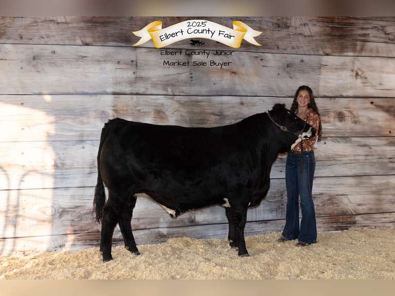 Kelsi  Harr  Rural Rustlers 4H