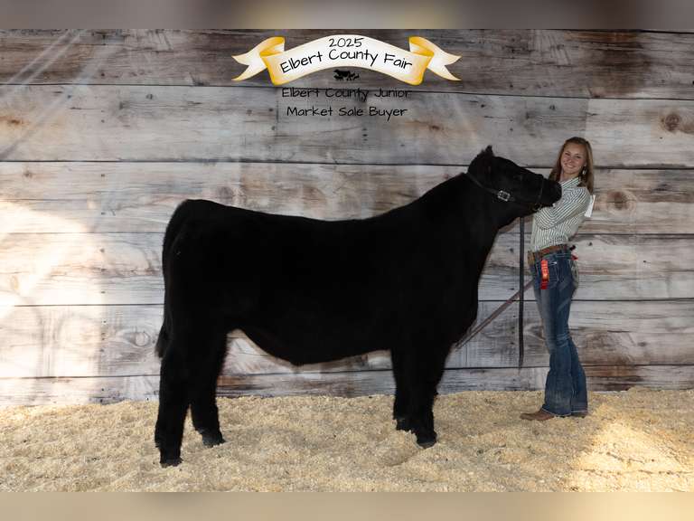 Kylie  Anderson  Gold Creek 4H