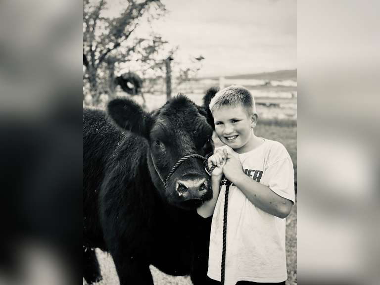 Barrett  Volosin  Rural Rustlers 4-H