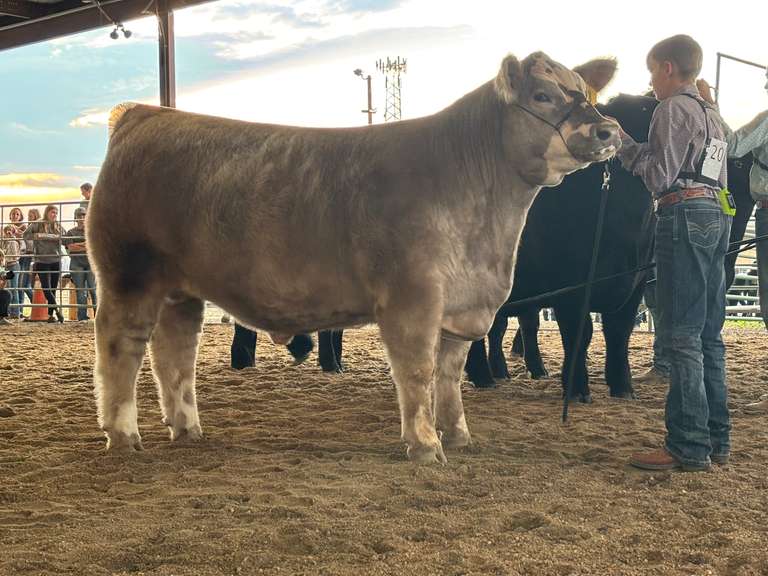 Brant  Volosin  Rural Rustlers 4-H
