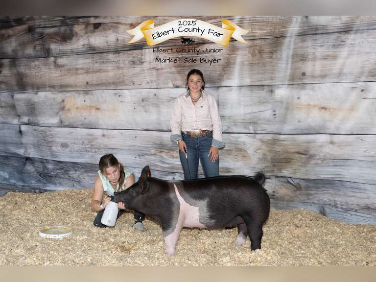 Kaylee  Wyer  Kiowa Community 4-H Club