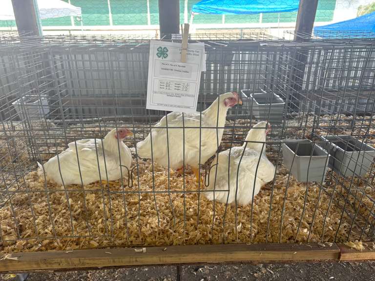 Coalten  Crowner  Running Creek 4H