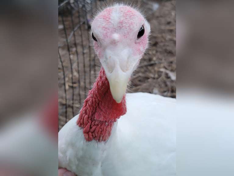 Gavin  Carlin  Kinder Farm Park 4H Livestock Club
