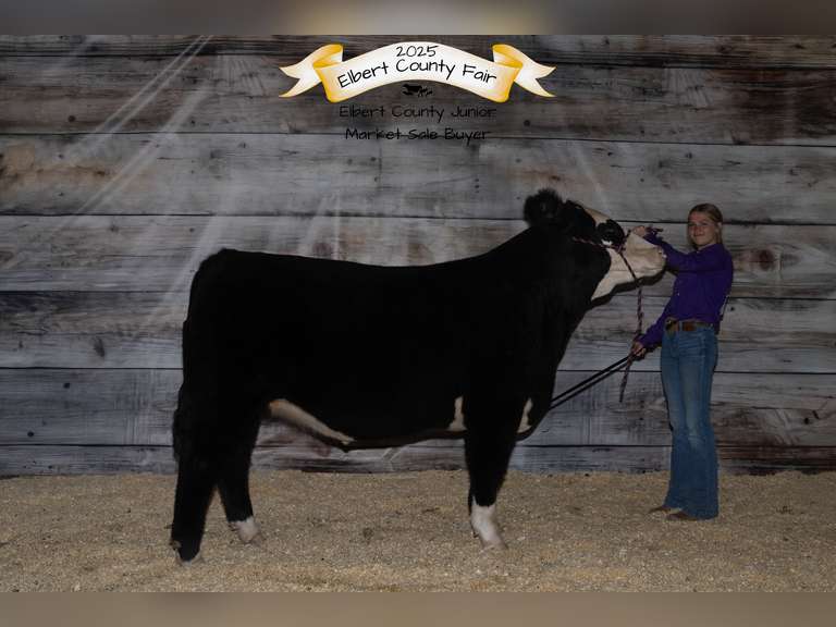 Lexi  Guy  Rural Rustlers 4H