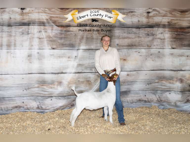 Lily   Hayes  Gold Creek 4H Club