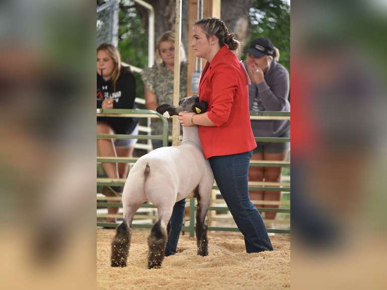 Jaceen  Zion  High Plains 4-H Club