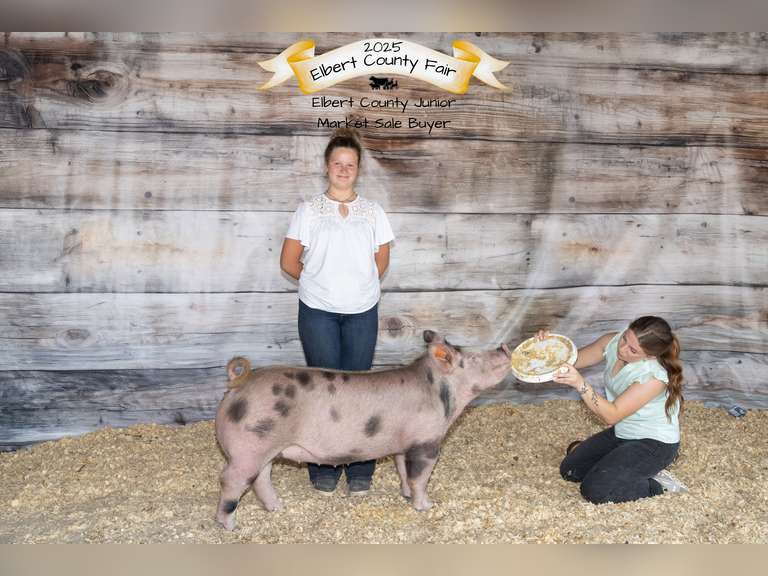 Blayze  Potestio  Rattlesnake 4H