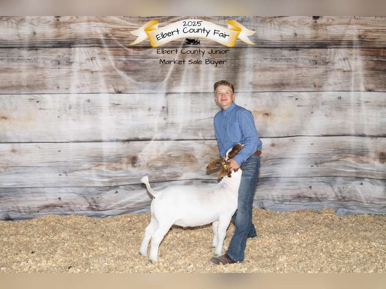 Liam  Hayes  Gold Creek 4H Club