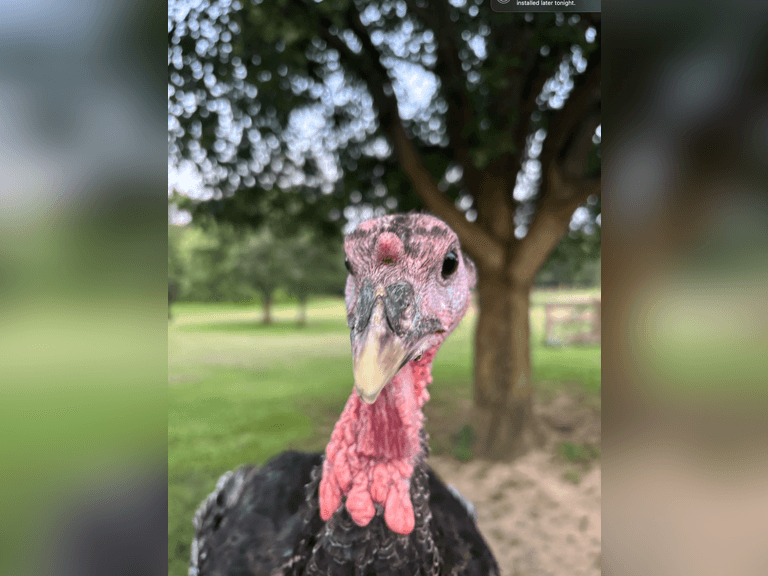 Sophie   Krauson  Kinder Farm Livestock Club