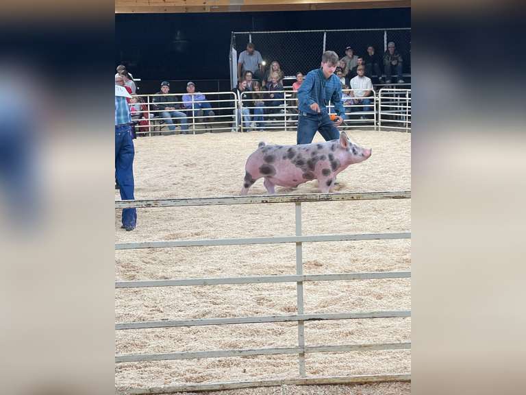 Hayden  Pfost  Rural Rustlers