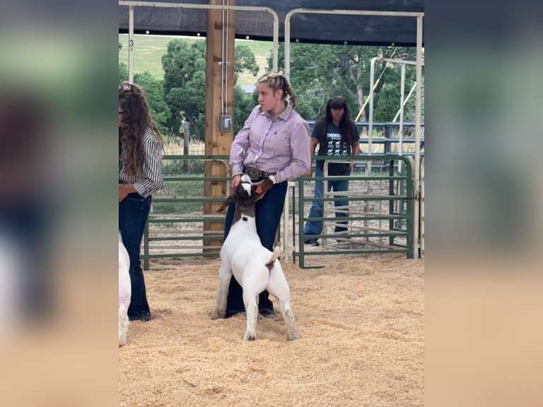 Sadie  McWhorter  Ranchin Rookies