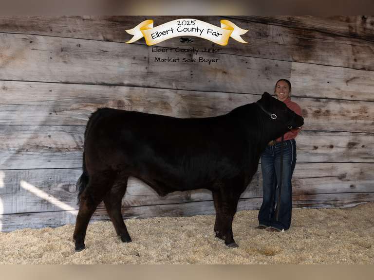 Lauren  Rector  Rural Rustlers 4-H Club