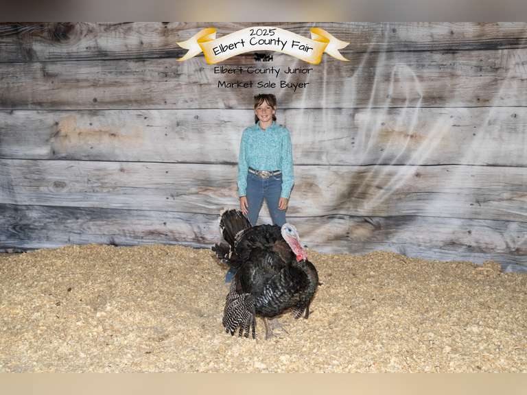 Naphtalie  Serven   Ranchin Rookies 4H