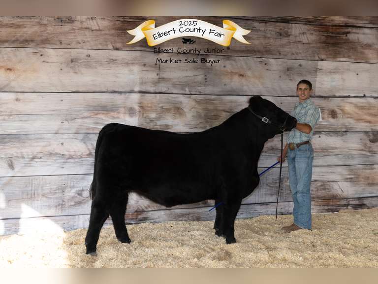 Liam  Anderson  Gold Creek 4H