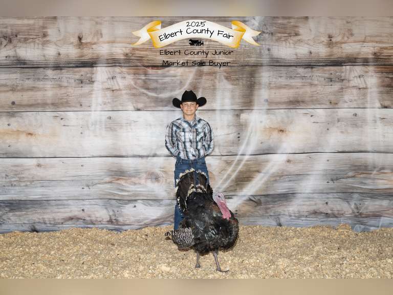 Colton  McAllister  Comanche creek