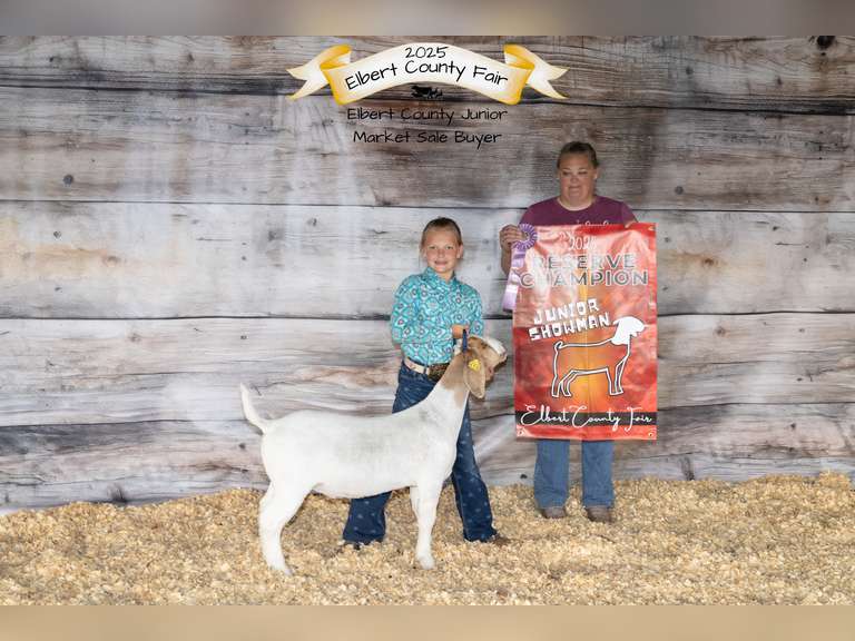 Kiera   Arnold   Sun Country 4H