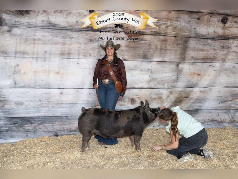 Abigail  Cabrera  Gold Creek 4H