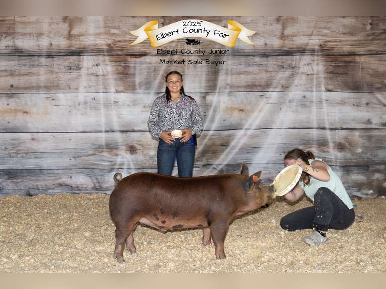 Tabitha  Cabrera  Gold Creek 4-H