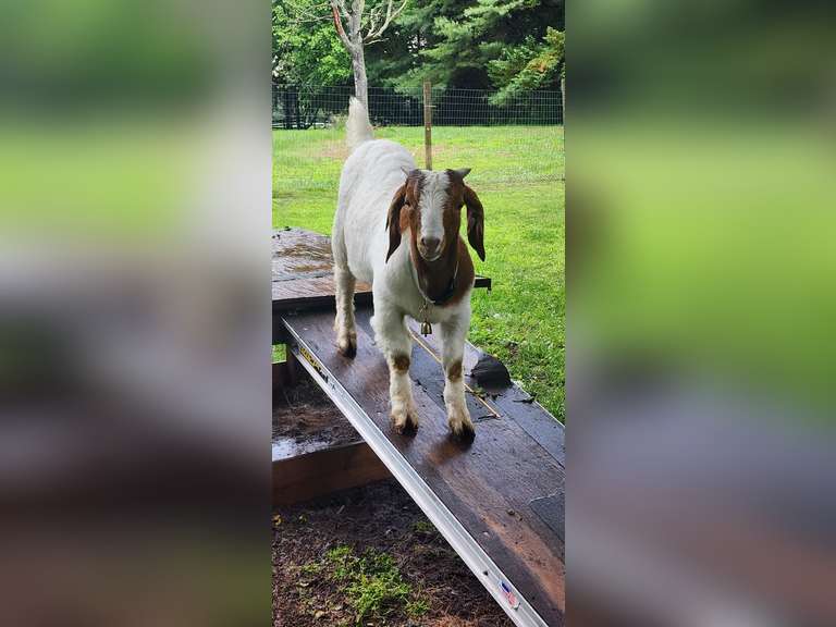 Bristol  Richey  Harwood 4H