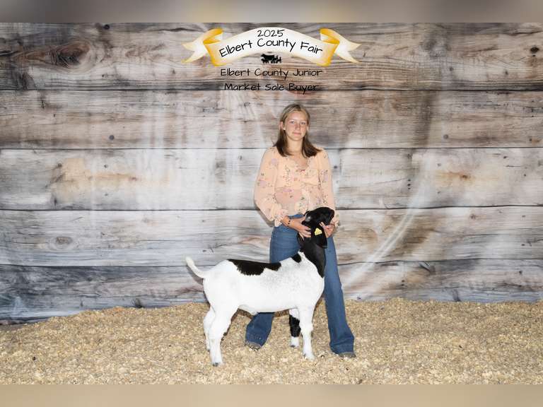 Laina  Offutt  Rural Rustlers 4h Club