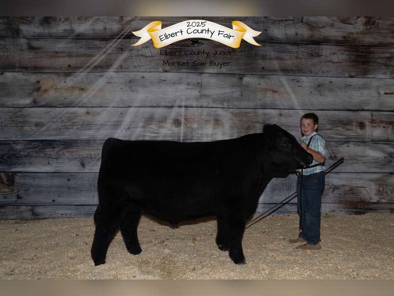 Barrett  Volosin  Rural Rustlers 4-H