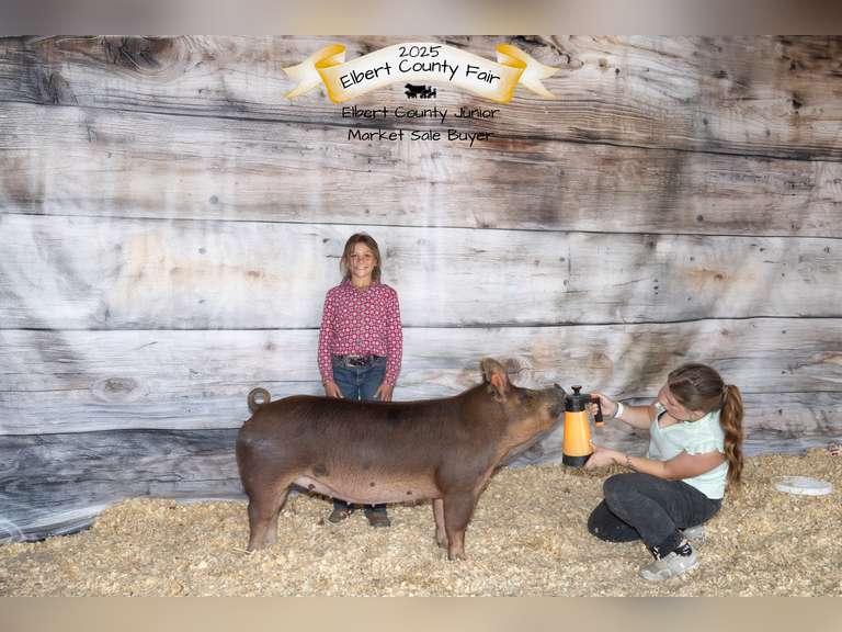 Phoebe  Cabrera  Gold Creek 4-H