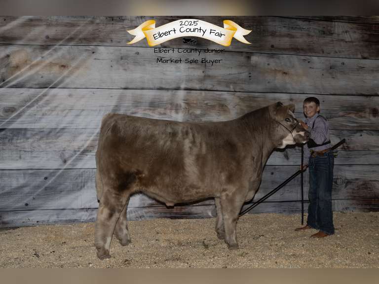 Brant  Volosin  Rural Rustlers 4-H