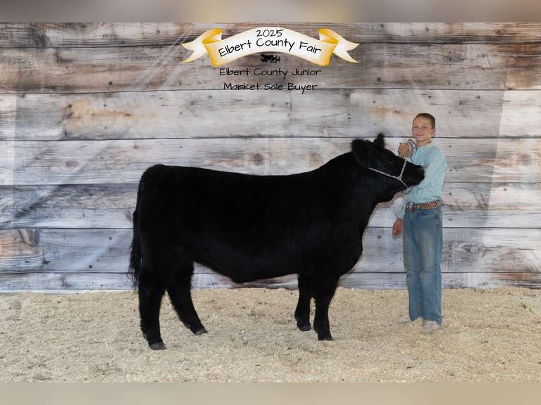 Kellan  Torrence  Rattlesnake 4H