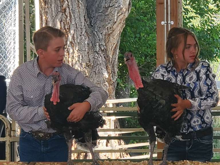 Eli  Thomas  Sun Country 4H Club
