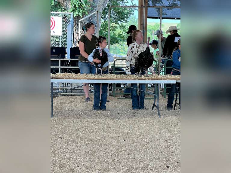 Addison  Joest  Kiowa Community 4-H Club