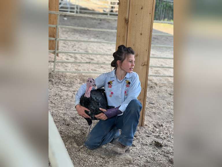 Addison  Joest  Kiowa Community 4-H Club