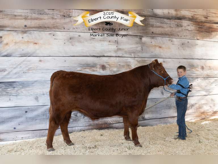 Jackson  Sedlak  Rural Rustlers