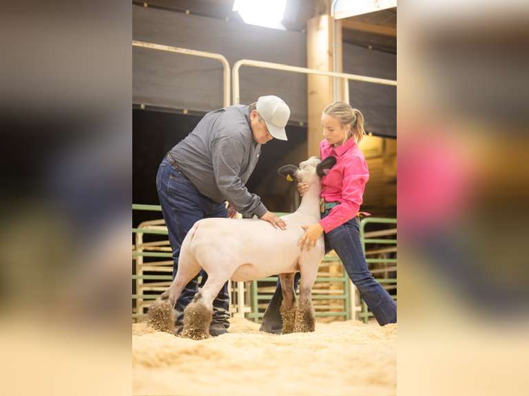 Payton   Monks  Rural Rustlers