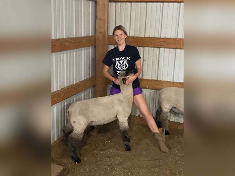 Randi  Carson  Rural Rustlers 4H