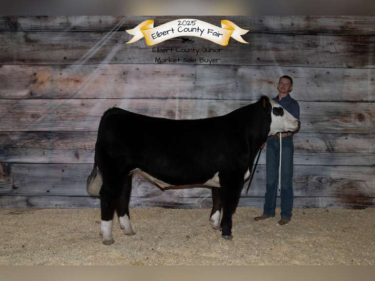 Evan  Guy  Rural Rustlers 4H