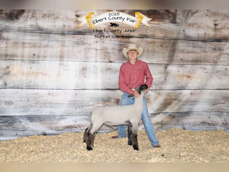 Landon  Offutt  Rural Rustlers 4h Club