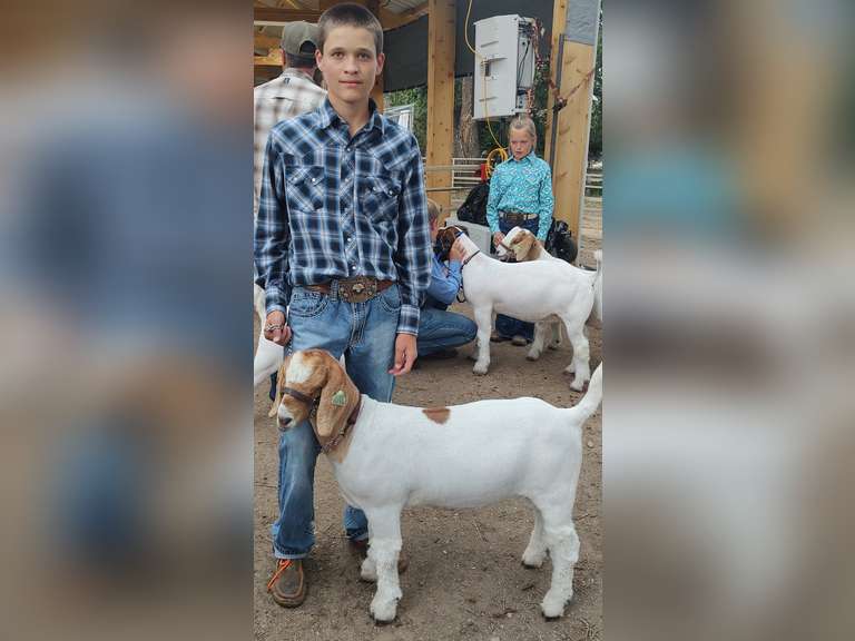 Collin  Arnold   Sun Country 4H