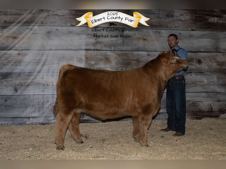 Ashton  Torrence  Rattlesnake 4H