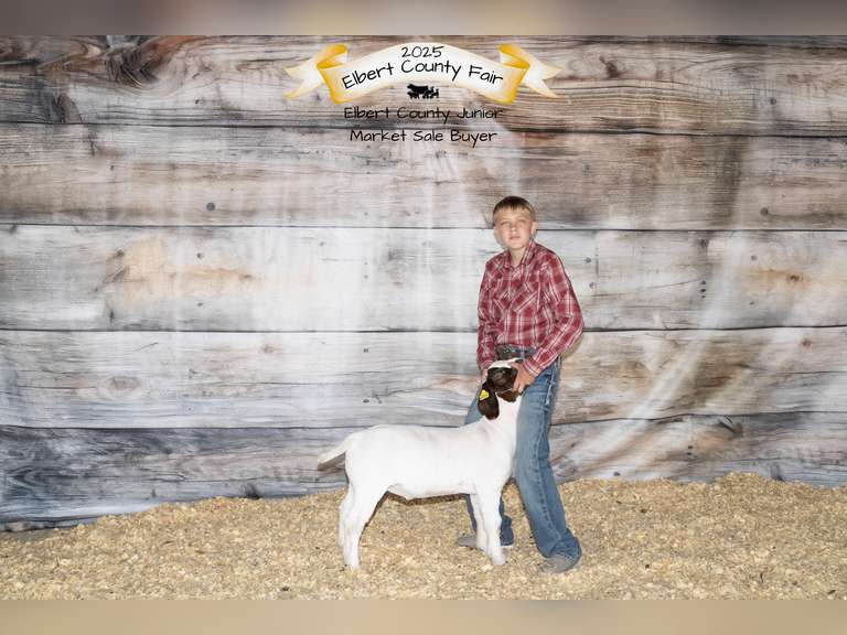 Wyatt  Lindauer  Rattlesnake