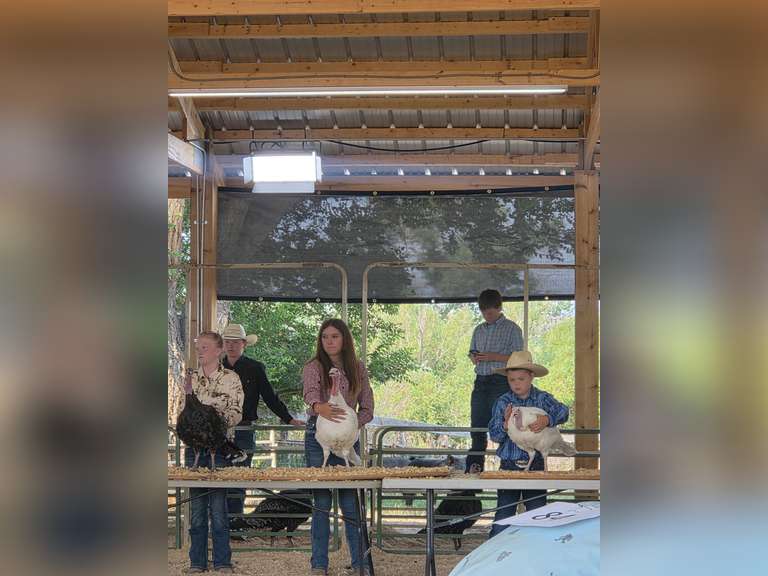 Alexys  Reeves  Kiowa Community 4H club