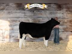 Nevaeh  Ramsour  Kiowa Community 4H