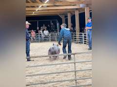 Hayden  Pfost  Rural Rustlers